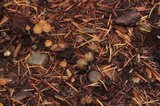 Psilocybe pelliculosa image
