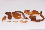 Gymnopilus cyanopalmicola image