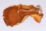 Gymnopilus cyanopalmicola image