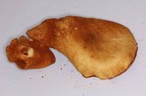 Gymnopilus cyanopalmicola image
