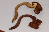 Gymnopilus cyanopalmicola image
