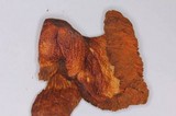 Gymnopilus cyanopalmicola image
