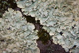 Parmotrema xanthinum image