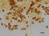 Gymnopilus cyanopalmicola image
