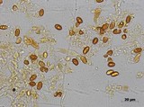 Gymnopilus cyanopalmicola image