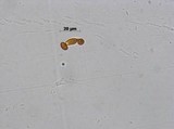 Gymnopilus cyanopalmicola image