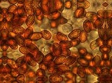 Gymnopilus cyanopalmicola image