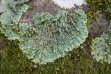 Pyxine sorediata image
