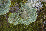 Pyxine sorediata image