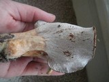 Hypomyces lateritius image