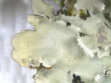 Parmotrema xanthinum image