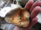 Hypomyces lateritius image