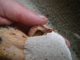 Hypomyces lateritius image