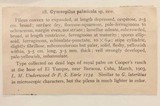 Gymnopilus palmicola image