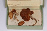 Gymnopilus palmicola image