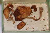 Gymnopilus palmicola image