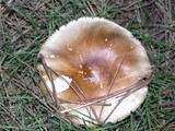 Amanita augusta image