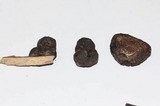 Daldinia macrospora image