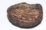 Daldinia macrospora image