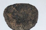 Daldinia macrospora image