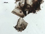 Daldinia macrospora image
