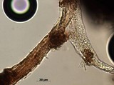 Daldinia macrospora image