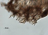 Daldinia macrospora image