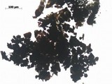 Daldinia macrospora image