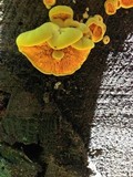 Pseudomerulius curtisii image