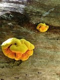 Pseudomerulius curtisii image