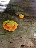 Pseudomerulius curtisii image