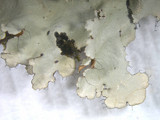 Parmotrema xanthinum image