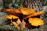 Omphalotus subilludens image