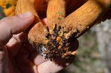 Omphalotus subilludens image
