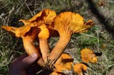 Omphalotus subilludens image