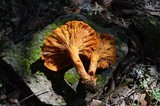 Omphalotus subilludens image