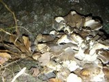 Grifola frondosa image
