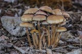 Psilocybe stuntzii image
