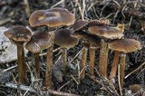 Psilocybe stuntzii image