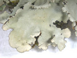 Parmotrema xanthinum image