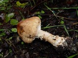 Echinoderma asperum image