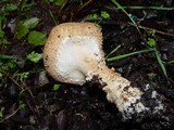 Echinoderma asperum image