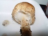 Echinoderma asperum image