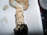 Echinoderma asperum image