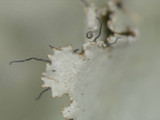 Parmotrema xanthinum image