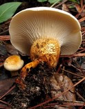 Neolentinus lepideus image