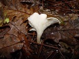Clitopilus prunulus image