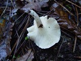Clitopilus prunulus image