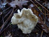 Clitopilus prunulus image