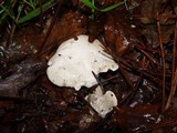 Clitopilus prunulus image